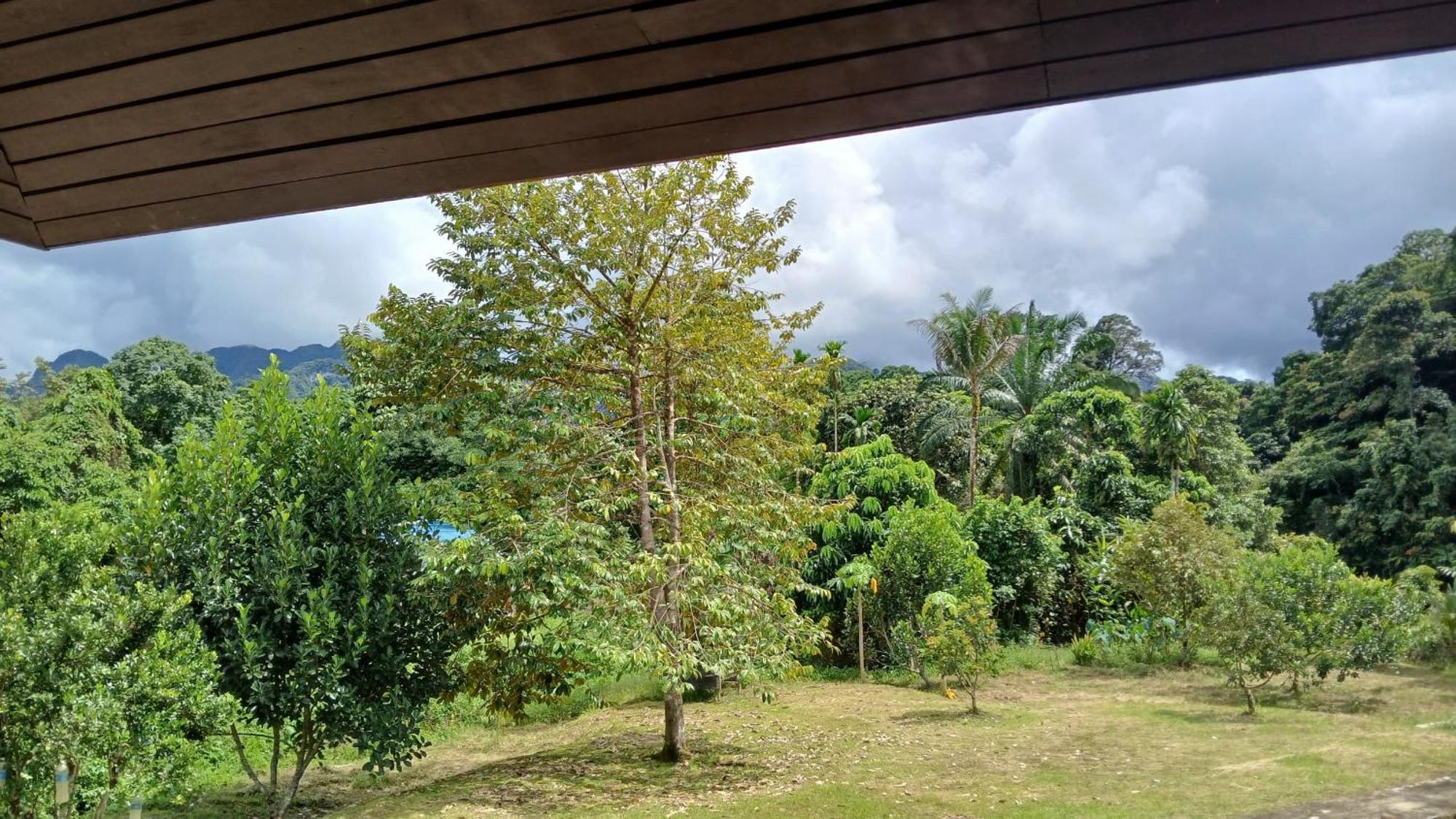 Mulu Tribal Homestay Exteriér fotografie